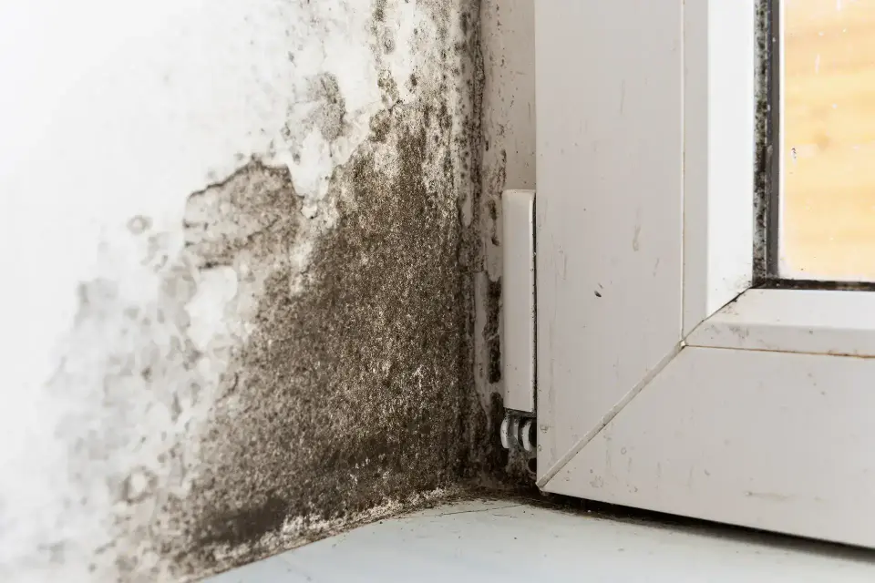 Seabrook's Trusted Water Extraction & Restoration Experts — Seabrook, TX